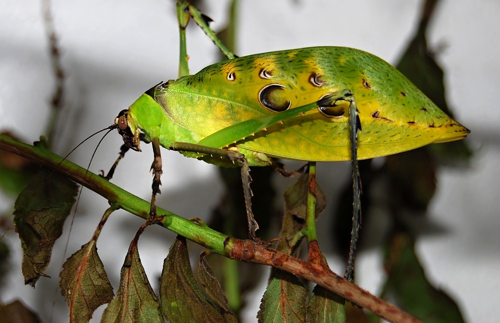 Ancylecha fenestrata